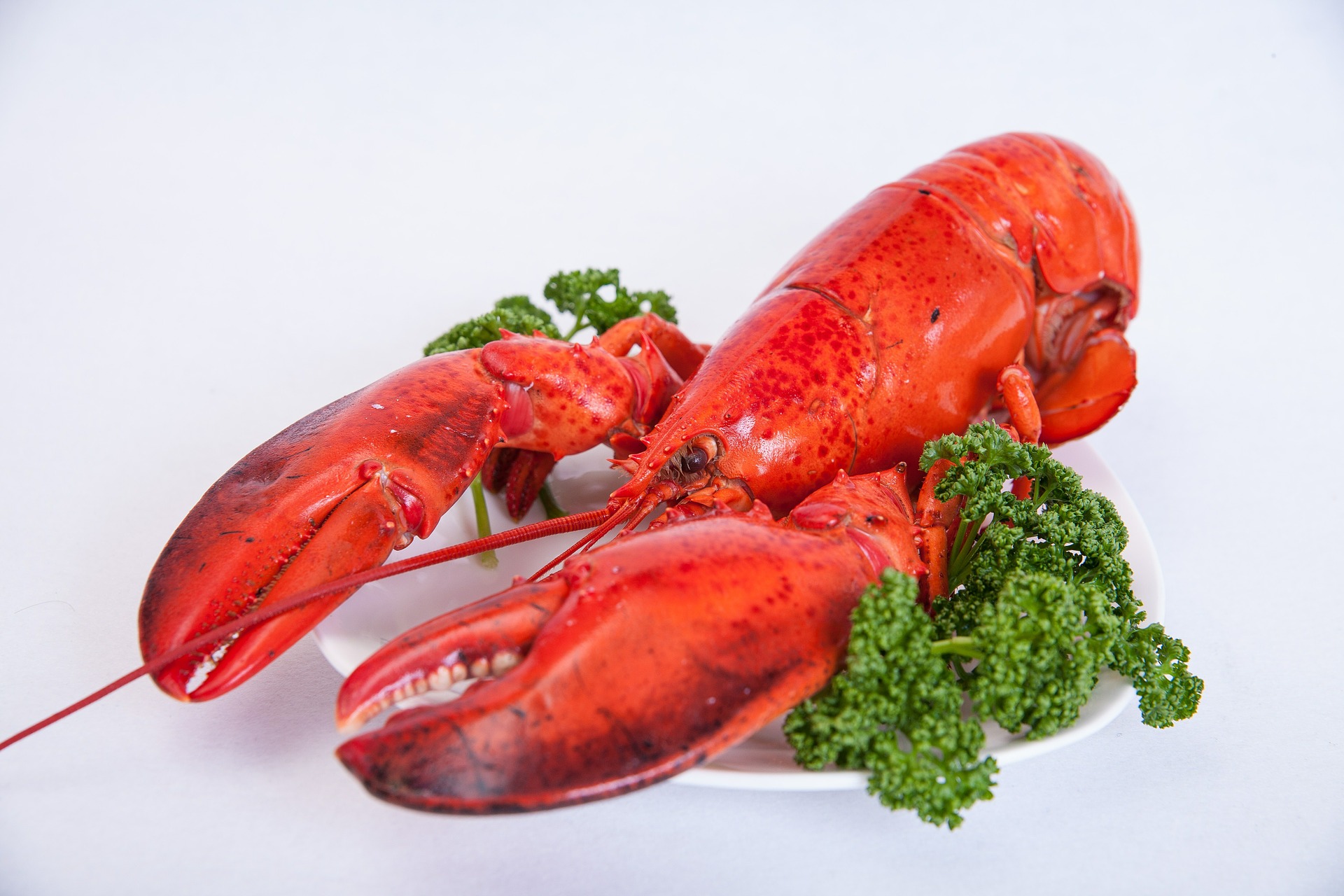 What seafood can be eaten safely during pregnancy? • Montreal Diet Dispensary